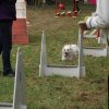 foire-haricots 2011-09-17et18